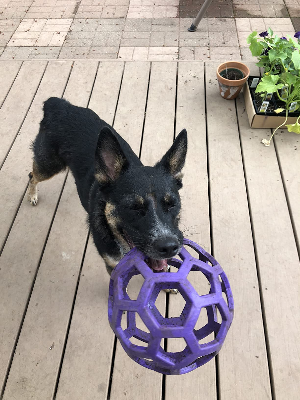 Pelotita Hol-ee Roller Interactiva - Diversión y Desafío en una Sola Pelota