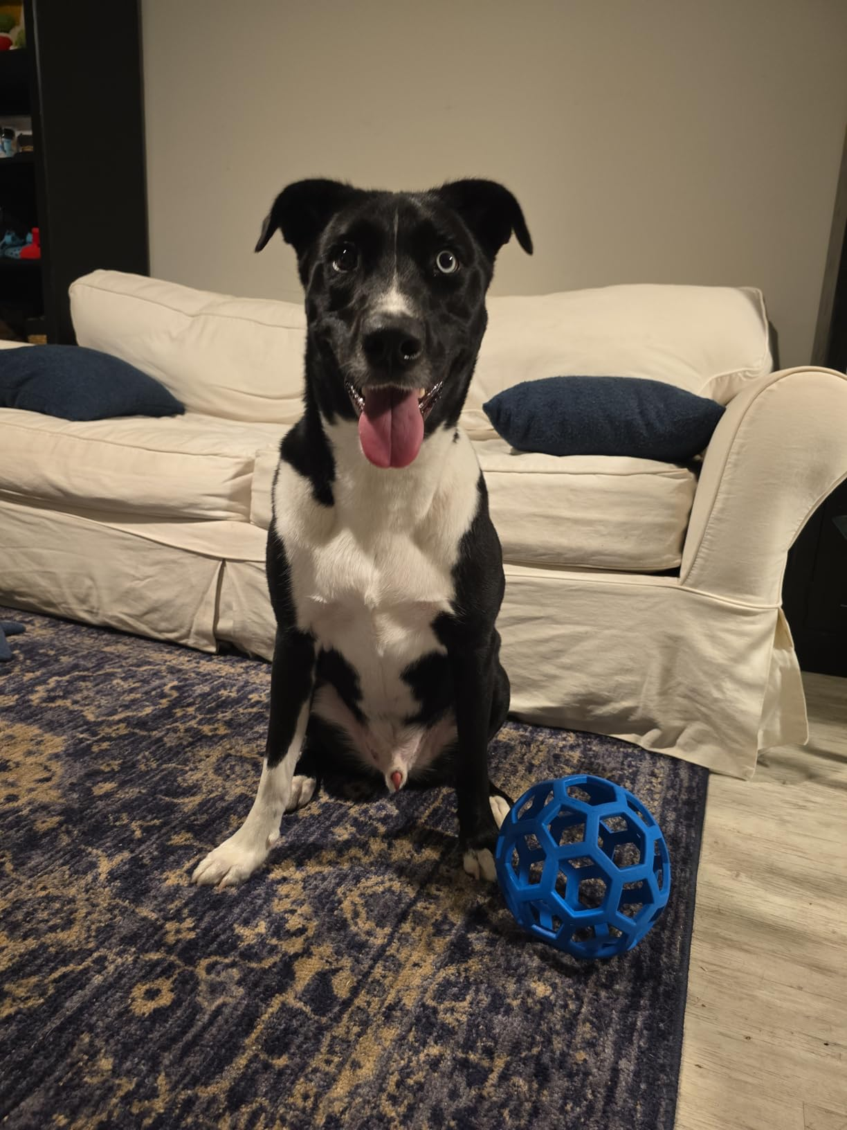 Pelotita Hol-ee Roller Interactiva - Diversión y Desafío en una Sola Pelota
