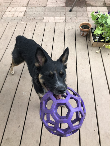 Pelotita Hol-ee Roller Interactiva - Diversión y Desafío en una Sola Pelota