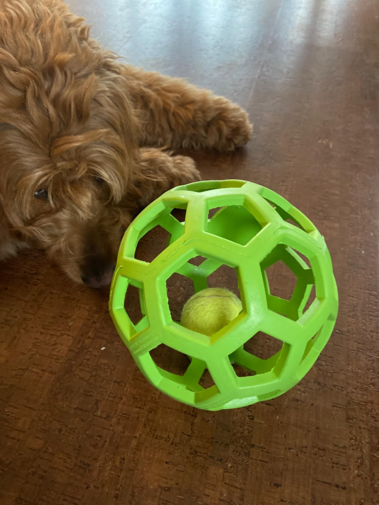 Pelotita Hol-ee Roller Interactiva - Diversión y Desafío en una Sola Pelota
